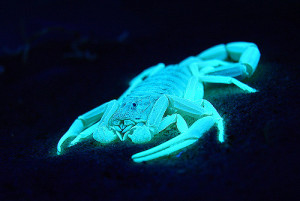 Scorpion-Glowing-Interesting-Facts-General-Knowledge-Gift-Baskets-in-Toronto-Quirky